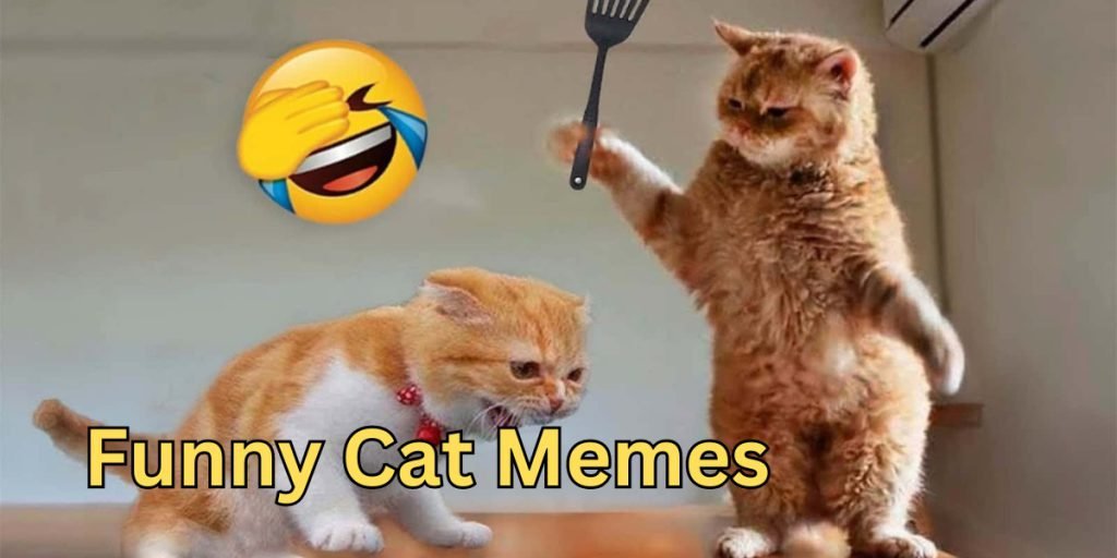 funny cat memes