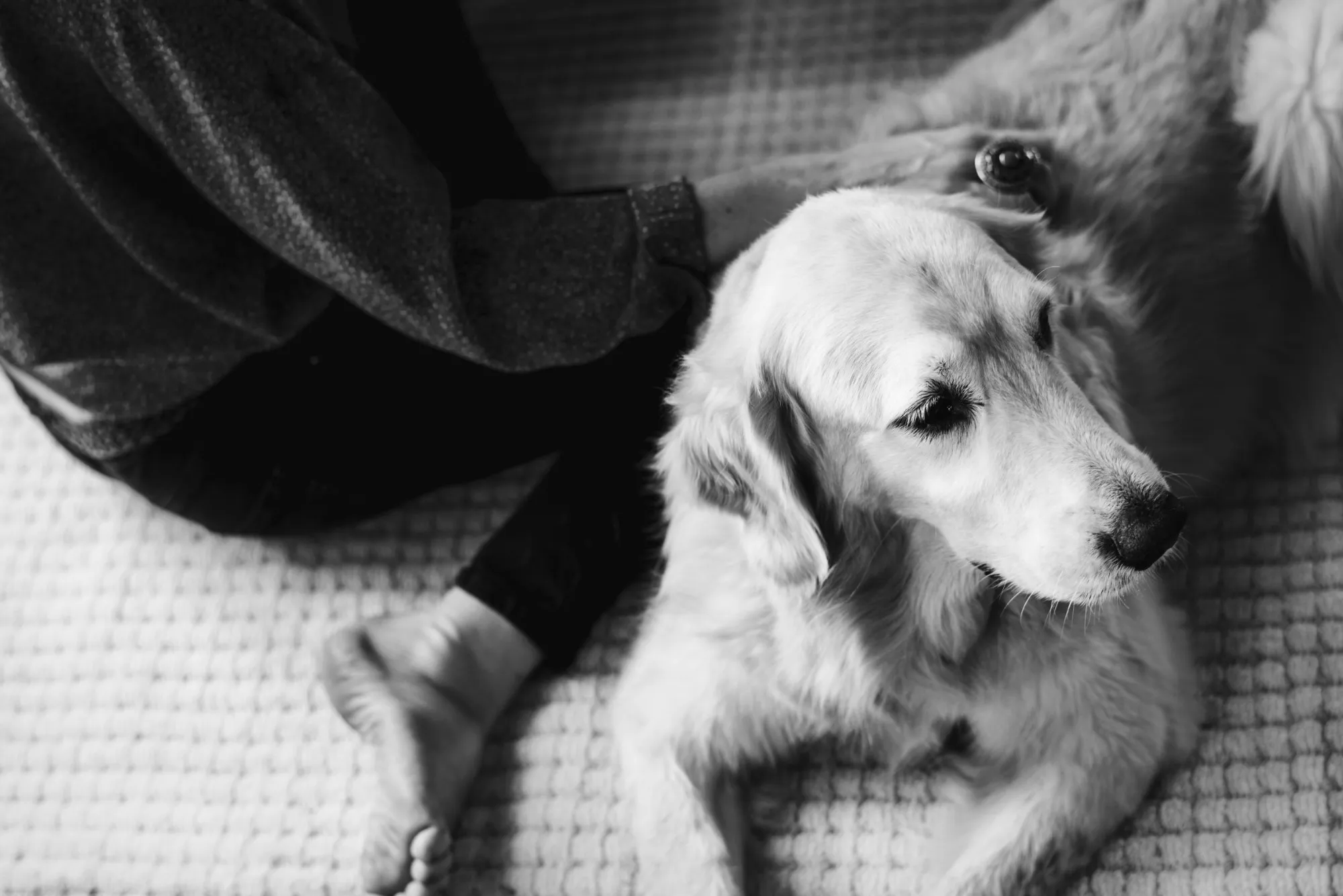 iCare Pet Crem: A Compassionate Approach to Saying Farewell