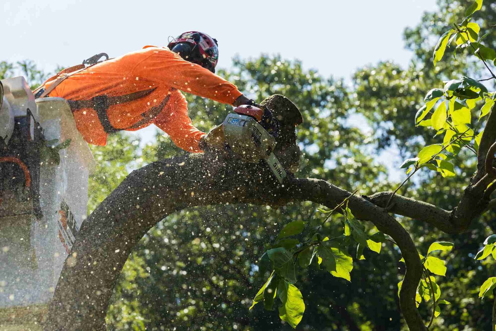 Tree Service in La Grange, IL